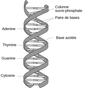 structure de la double hélice d'ADN